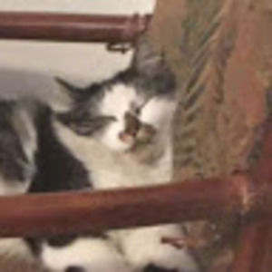 Meet your Posher, Bowie
